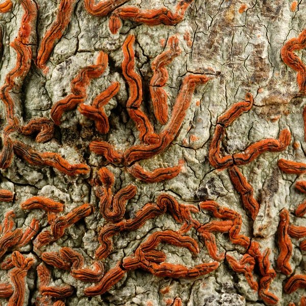 Graphis subchrysocarpa Lücking