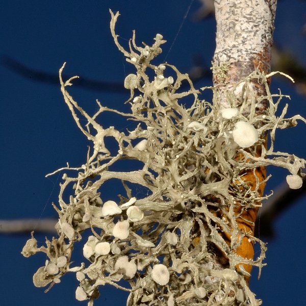 Ramalina sideriza Zahlbr.