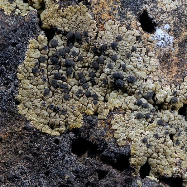 Buellia galapagona W.A. Weber