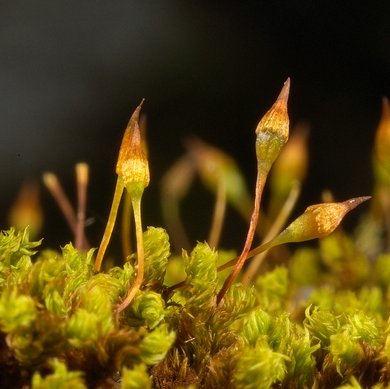 Groutiella apiculata (Hook.) H.A. Crum & Steere