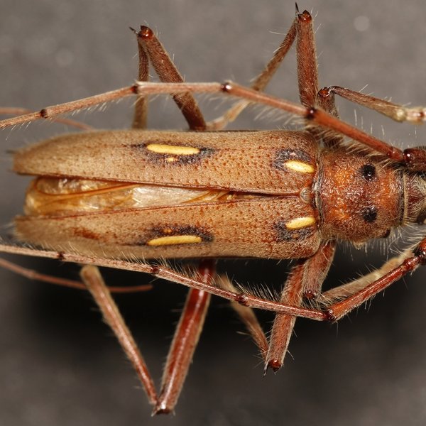 Eburia pilosa (Erichson, 1833)