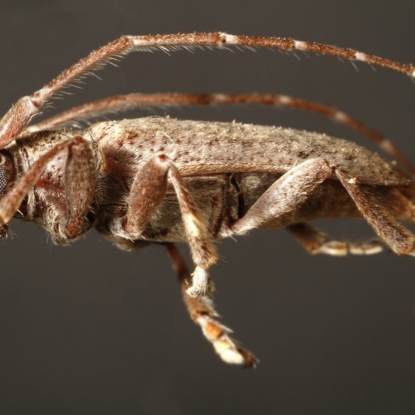 Estoloides galapagoensis Blair, 1933