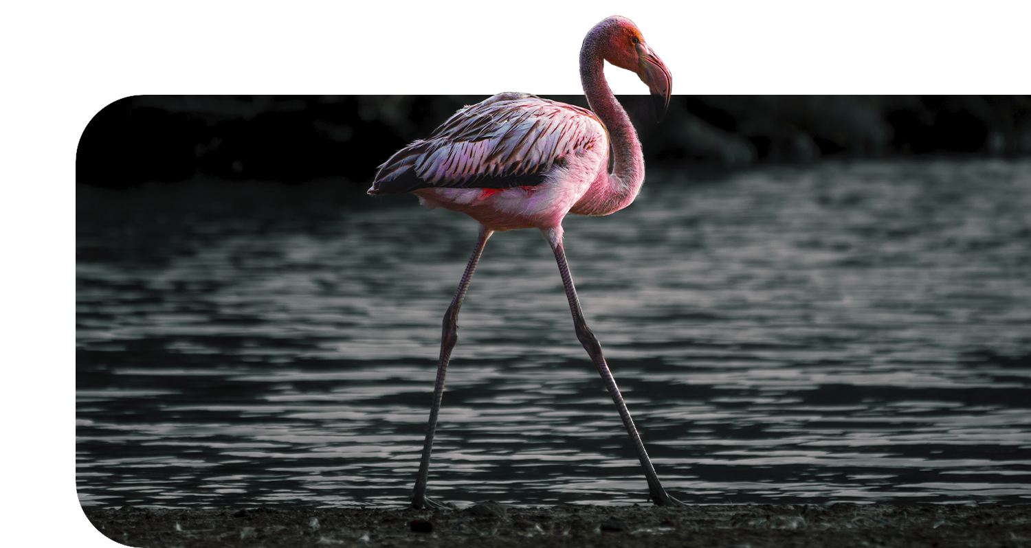 flamingo