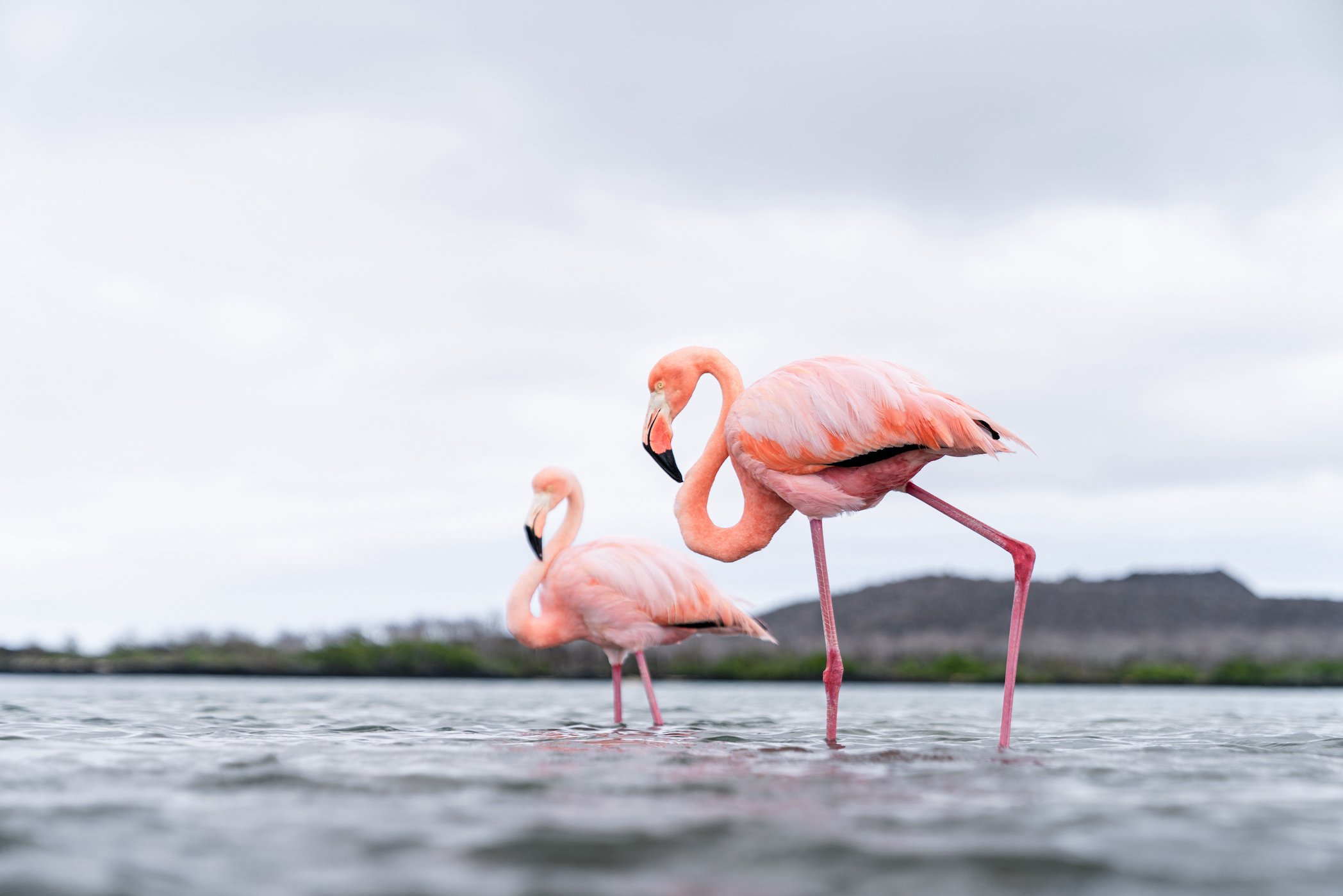 flamingos