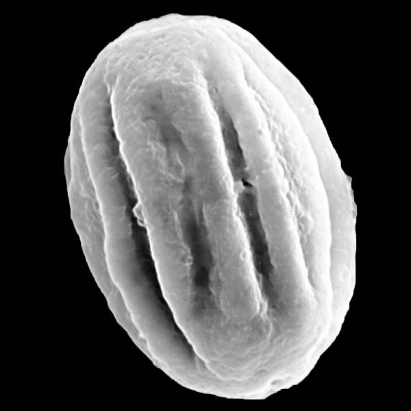 Heliotropium anderssonii Robinson
