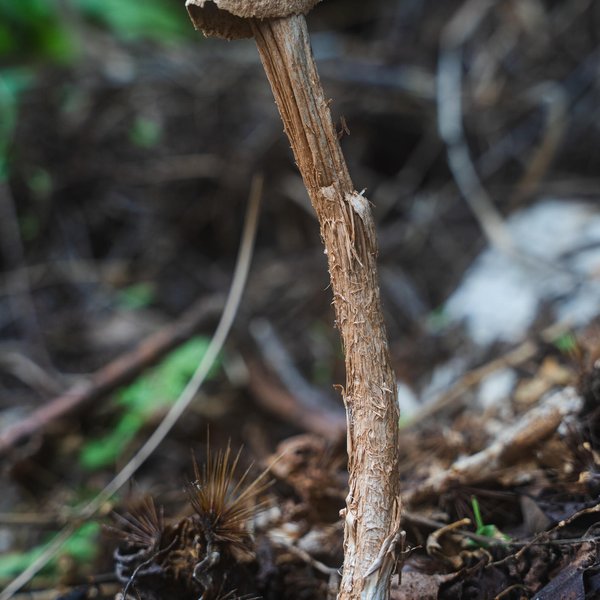 Battarrea phalloides (Dicks.) Pers.