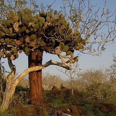 Opuntia galapageia var. galapageia Hemsl.