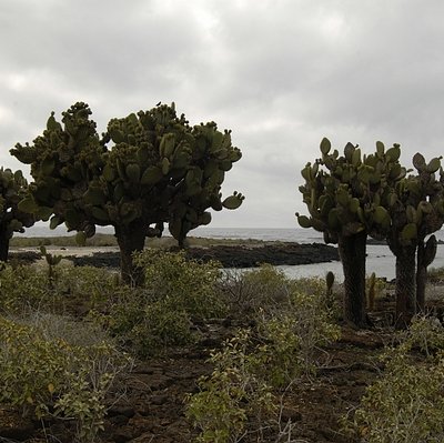 Opuntia megasperma var. mesophytica J. Lundh