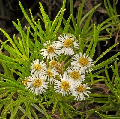 Darwiniothamnus tenuifolius var. tenuifolius (Hook. f.) Harling