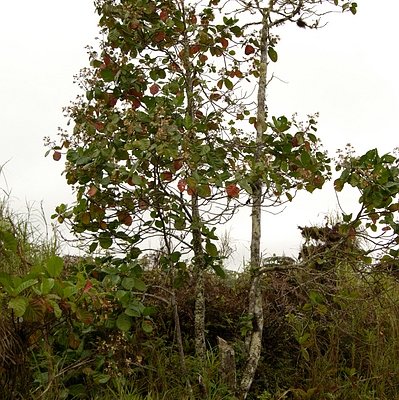 Cinchona pubescens Vahl