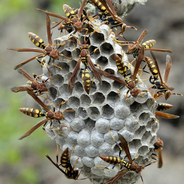 Polistes versicolor (Oliver, 1791)
