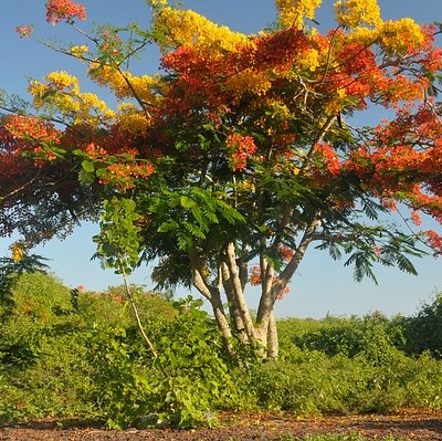 Delonix regia (Boger ex Hook.) Raf.