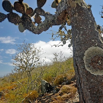Opuntia galapageia var. macrocarpa E.Y. Dawson