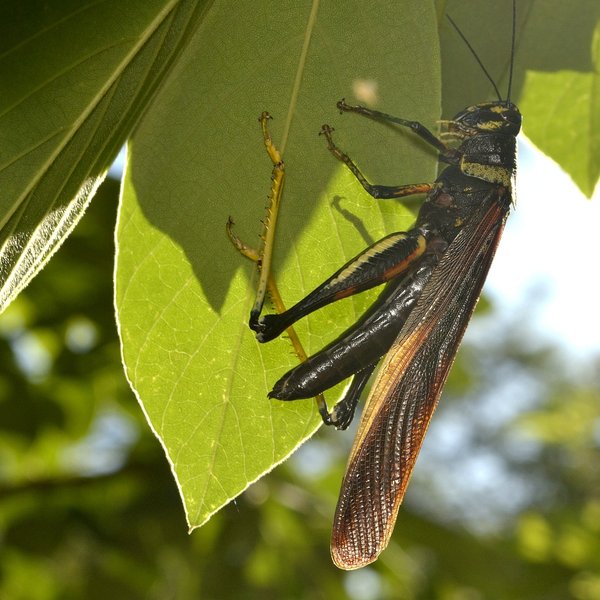 Schistocerca literosa (Walker, 1870)