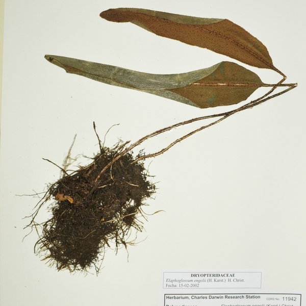 Elaphoglossum engelii (H. Karst.) H. Christ.