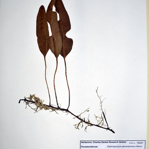 Elaphoglossum glossophyllum Hieron.