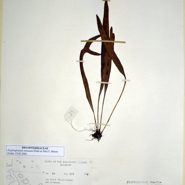 Elaphoglossum minutum (Pohl ex Fée) T. Moore