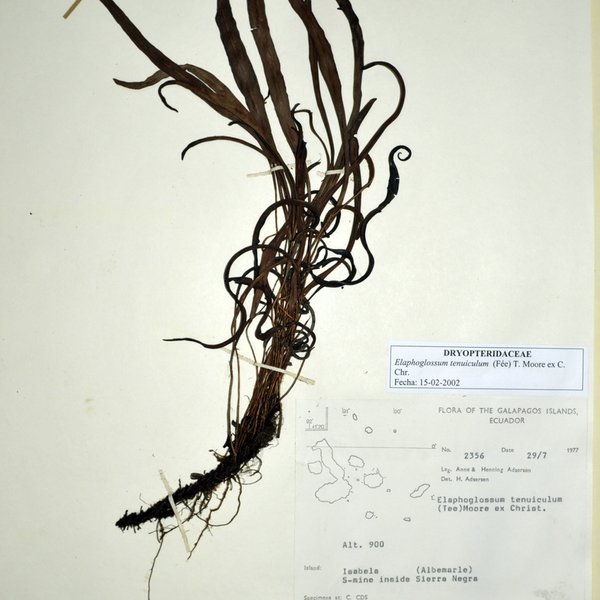Elaphoglossum tenuiculum (Fée) T. Moore ex C. Chr.