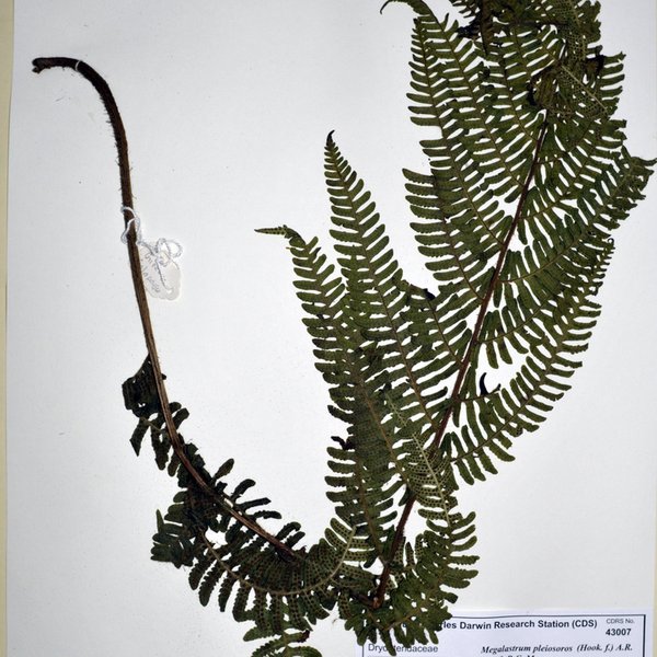 Megalastrum pleiosoros (Hook. f.) A.R. Sm. & R.C. Moran