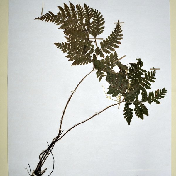 Polystichum muricatum (L.) Fée