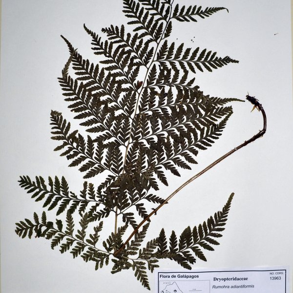 Rumohra adiantiformis (G. Forst.) Ching