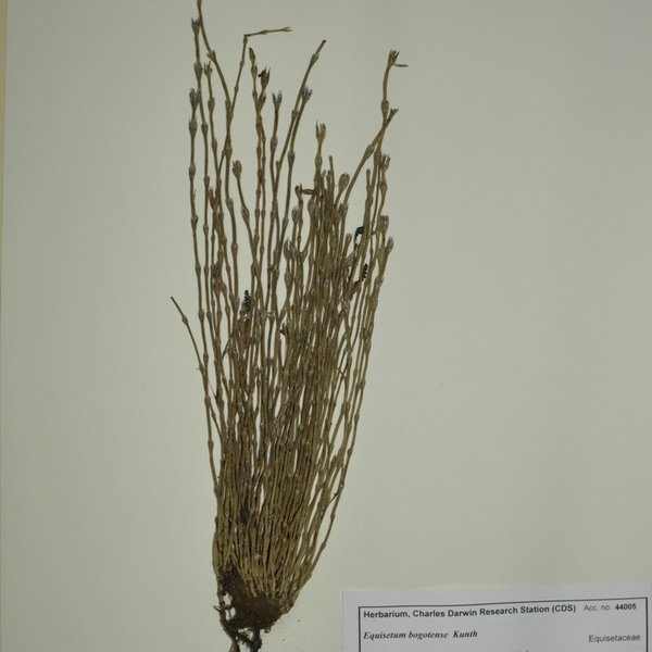 Equisetum bogotense Kunth