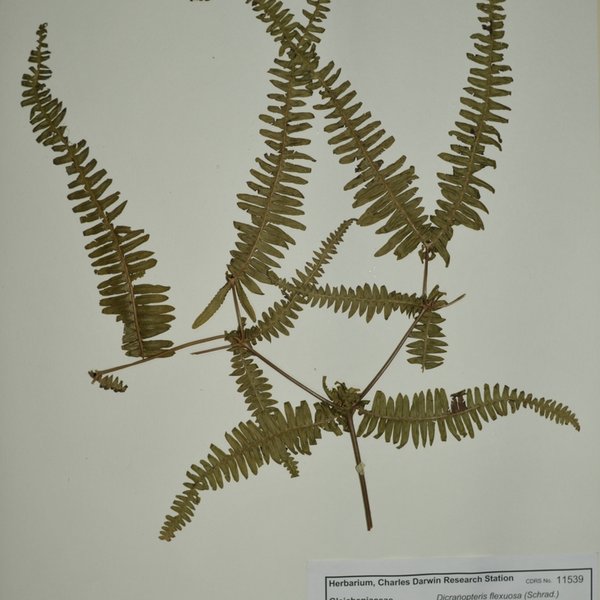 Dicranopteris flexuosa (Schrad.) Underw.