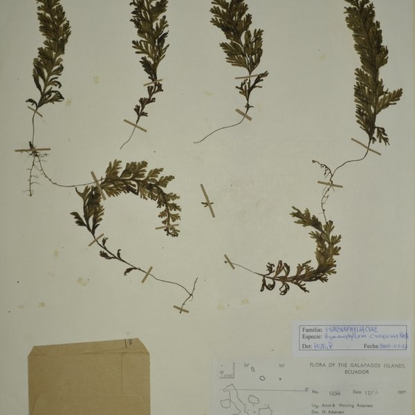 Hymenophyllum crispum Kunth