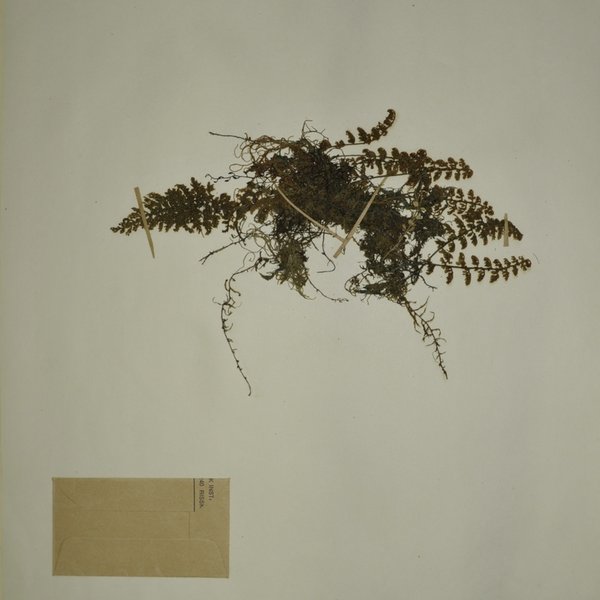 Hymenophyllum lehmannii Hieron.