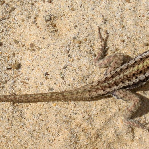 Microlophus grayii Bell, 1843