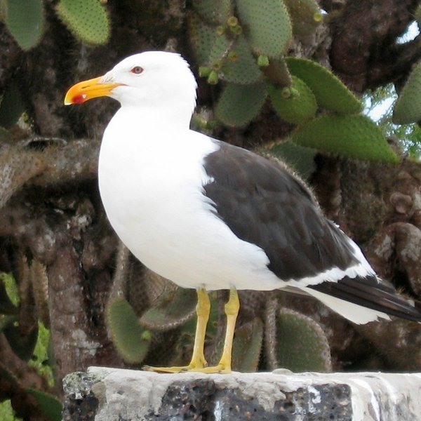 Larus dominicanus Lichtenstein, 1823
