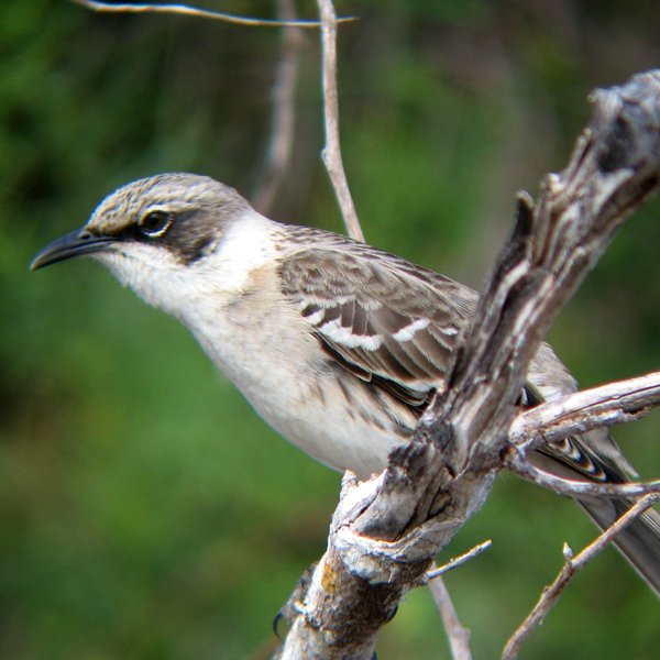 Mimus parvulus Gould, 1837