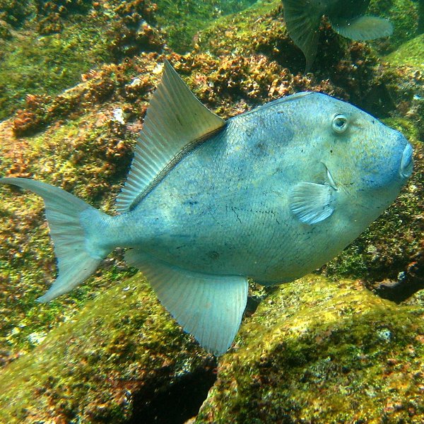Balistes polylepis Steindachner, 1876