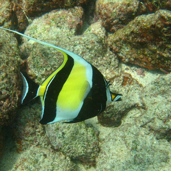 Zanclus cornutus (Linnaeus, 1758)
