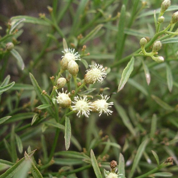 Galinsoga gnidiifolia Kunth