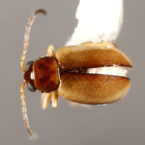 Longitarsus galapagoensis Van Dyke, 1953