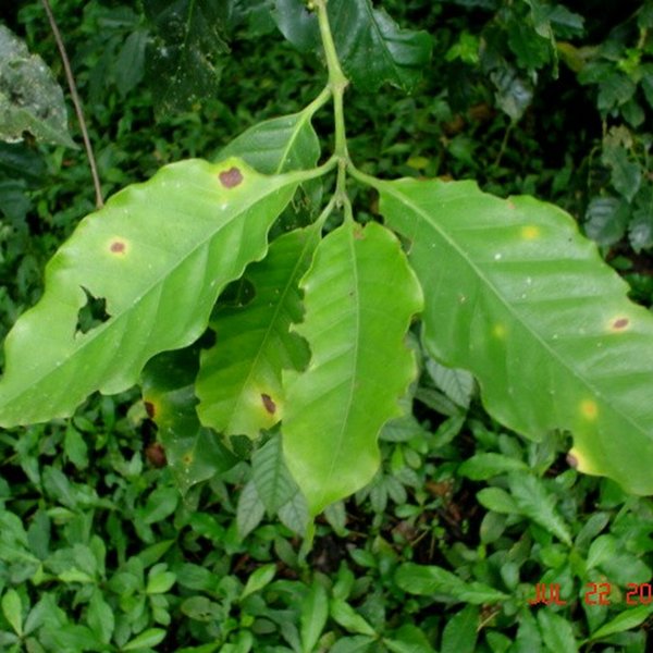 Hemileia vastatrix Berk. & Broome
