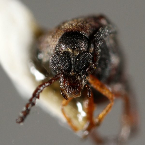 Megacerus minusculus (Pic, 1934)