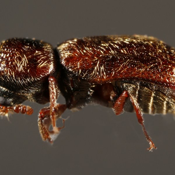 Micrapate scabrata Erichson, 1847