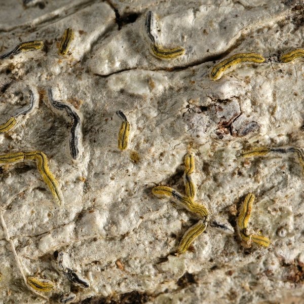 Graphis flavominiata Moncada & Lücking