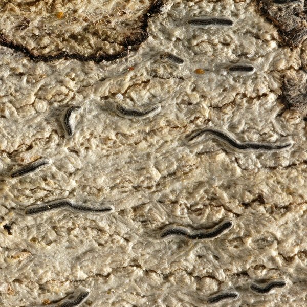 Graphis vestitoides (Fink) Staiger