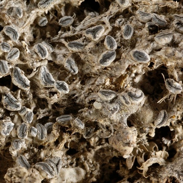 Graphis cleistomma Nyl.