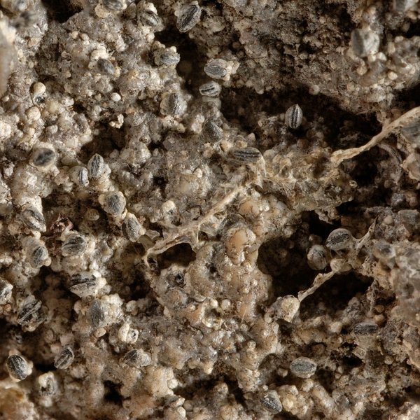 Graphis pedunculata Bungartz & Aptroot