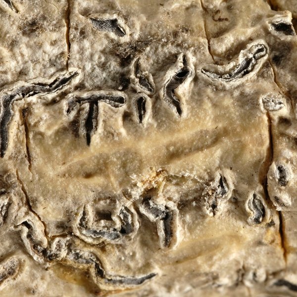 Phaeographis atromaculata (A.W. Archer) A.W. Archer