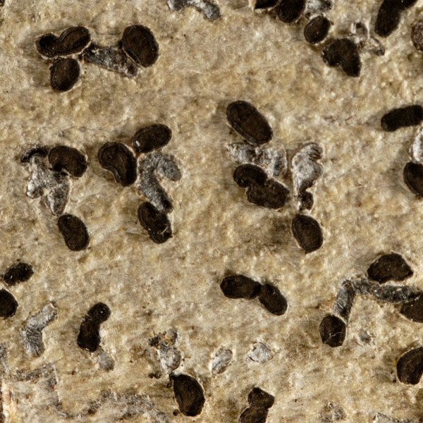 Phaeographis fusca Staiger