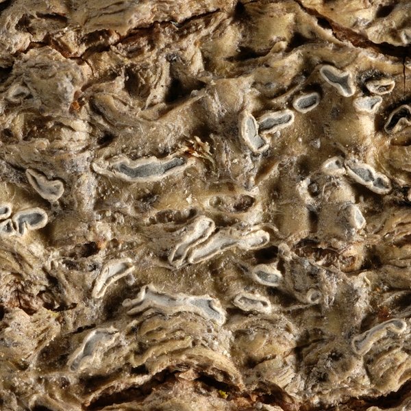 Phaeographis major (Kremp.) Lücking