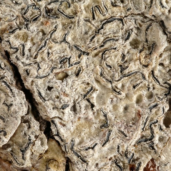 Phaeographis striata Bungartz
