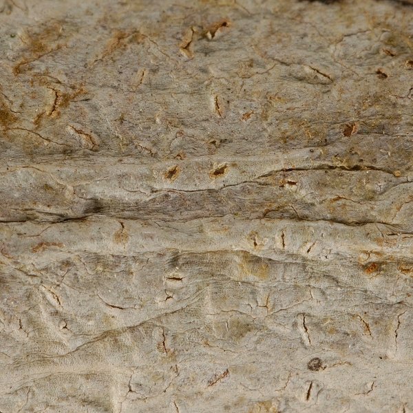 Fissurina dumastioides (Fink) Staiger