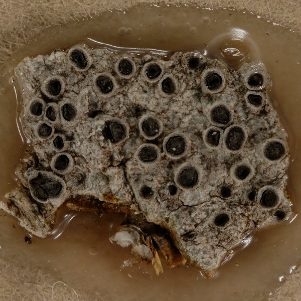 Glyphis scyphulifera (Ach.) Staiger
