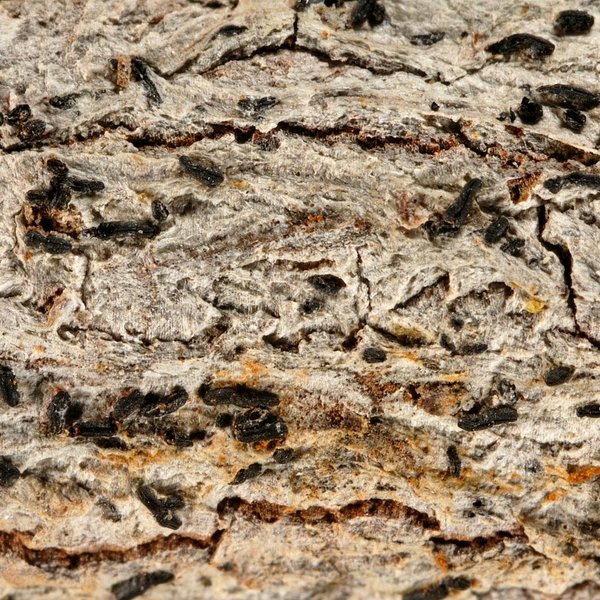 Graphis anfractuosa (Eschw.) Eschw.